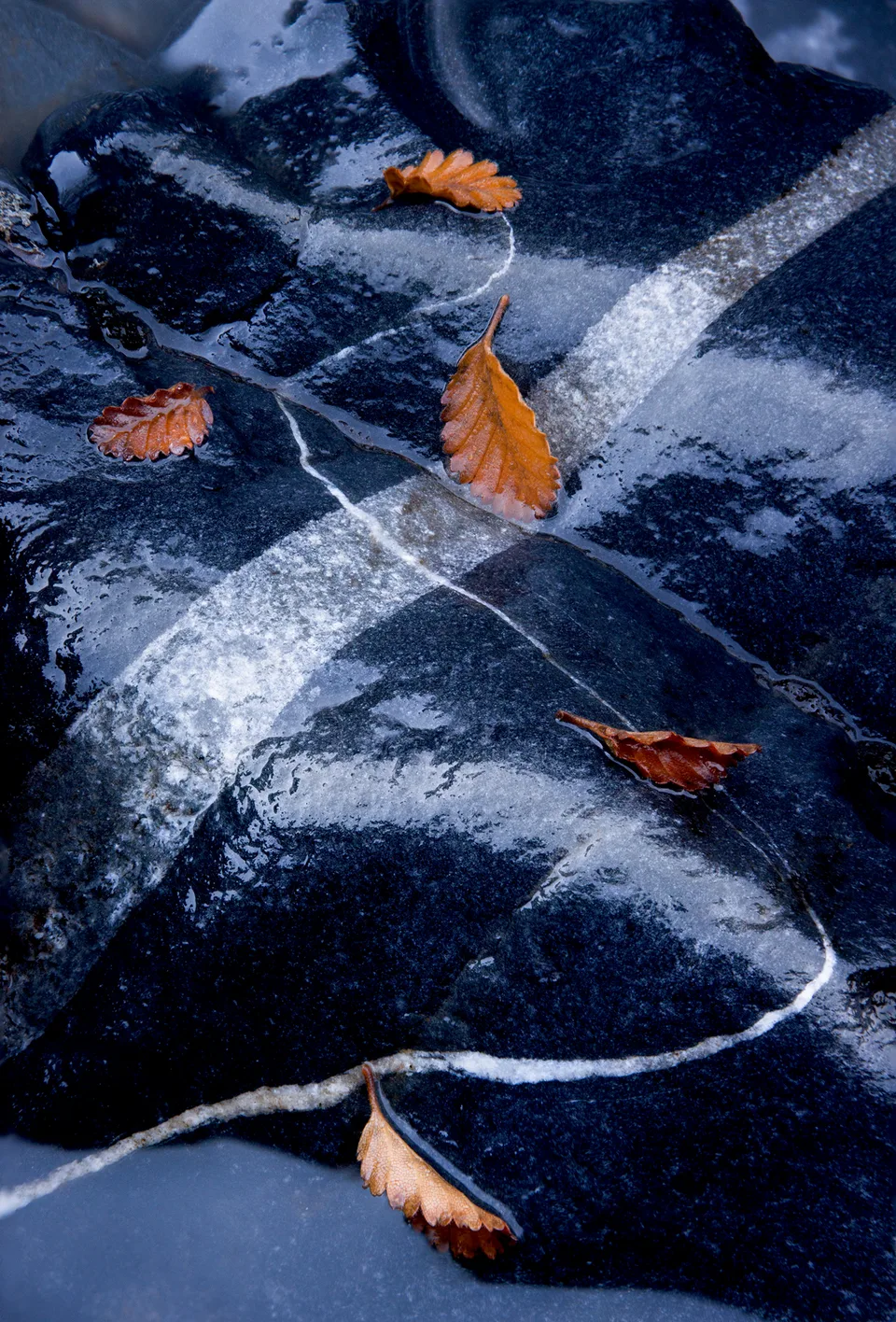 Lenga Leaves on Wet Stone