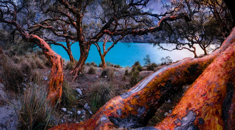 Quenal Forest