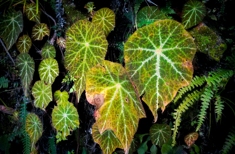 Rainforest Details